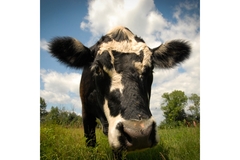 Cow in field